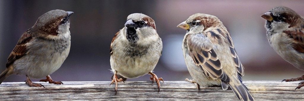 Savoir choisir-sparrows