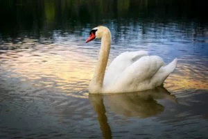 Lake,purete