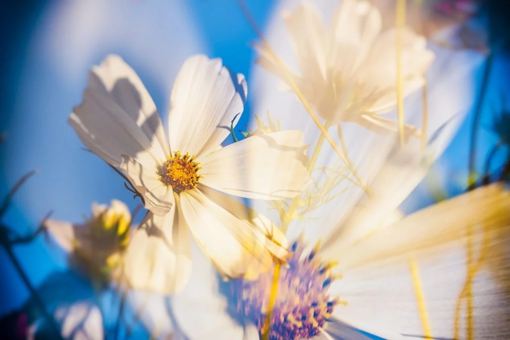 cosmea, noblesse, coeur