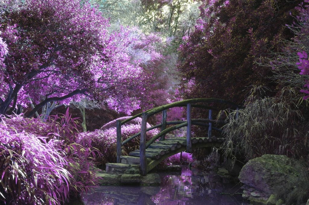 bridge, jardin