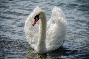 Swan, précision