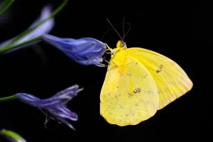 butterfly,comme,papillon