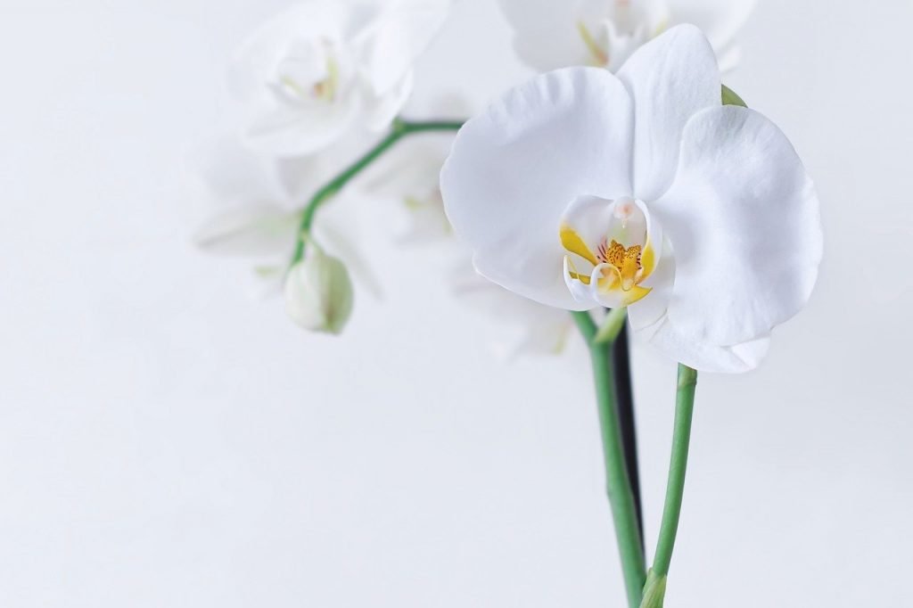 orchid,simplicite