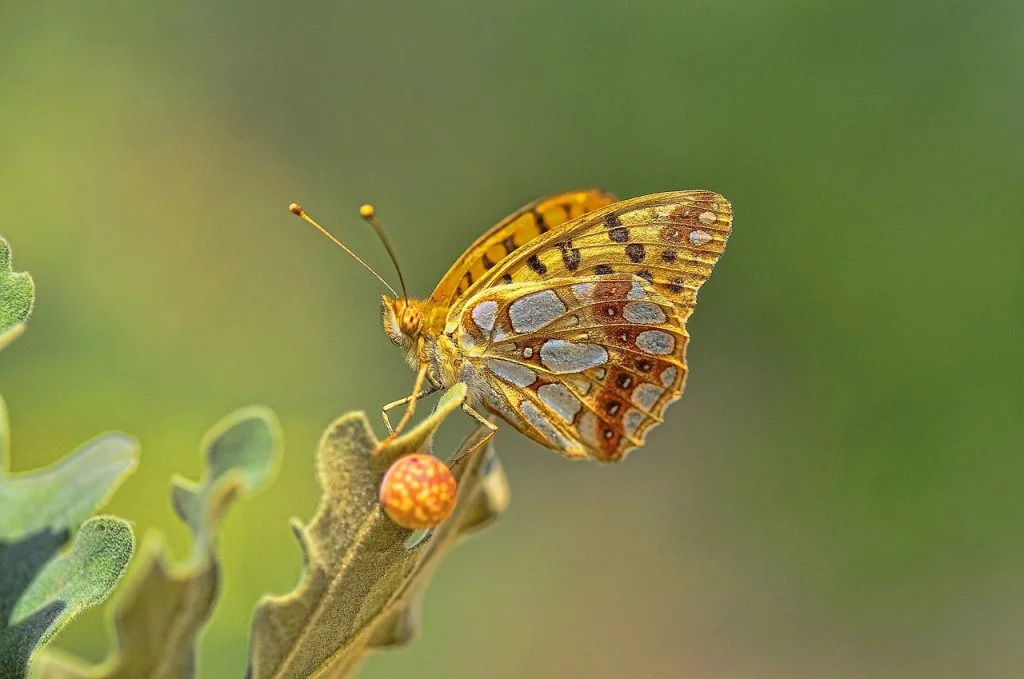 butterfly,force,changement