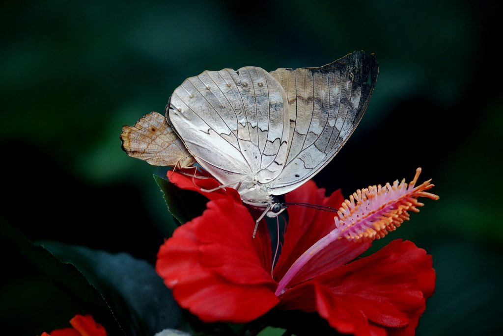butterfly,depose,regard