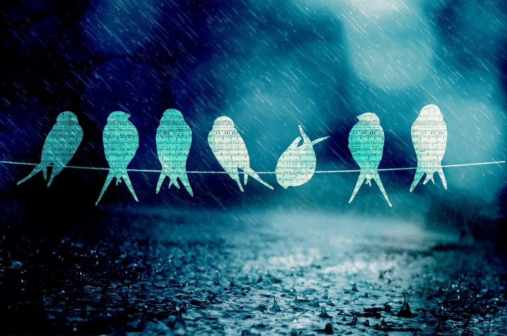 birds,creer,pensees,pures