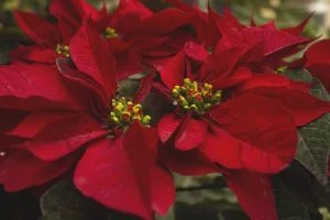 flore-of-christmas, exprimer, sagesse