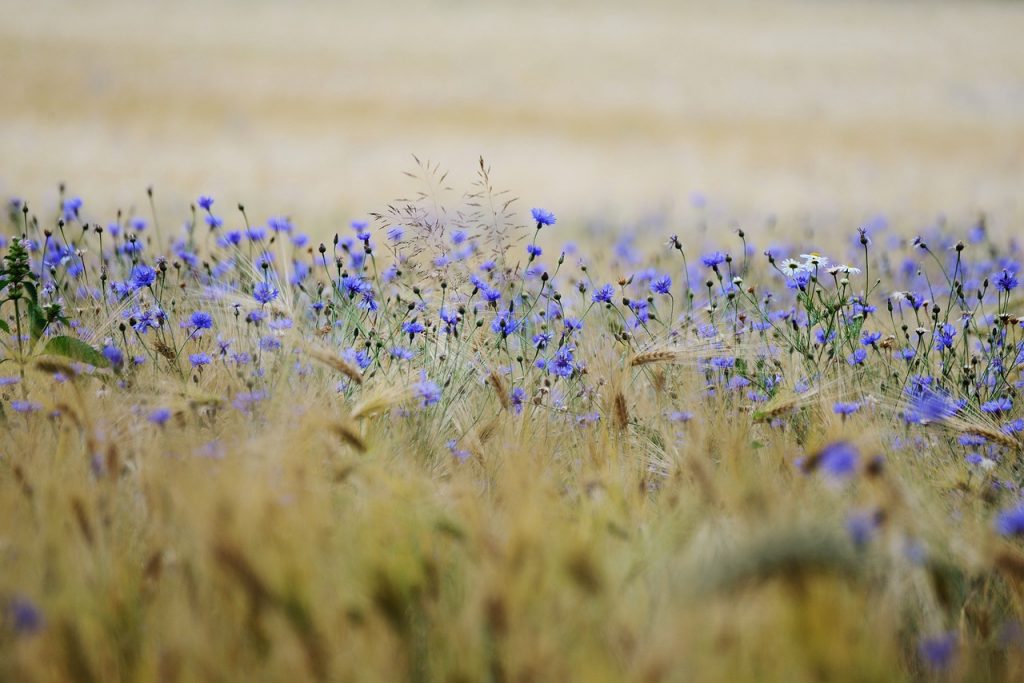 champ mdr céréales et de fleurs bleues