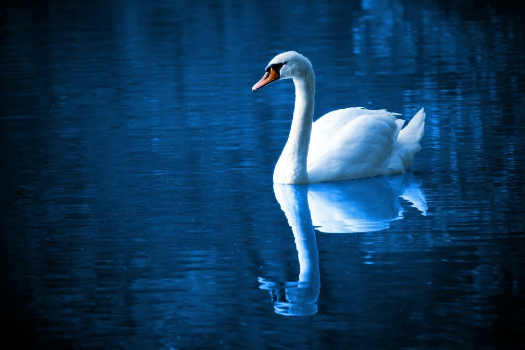 swan, image, miroir