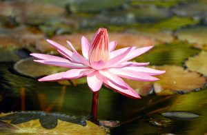water-lilly, creer, havre, paix