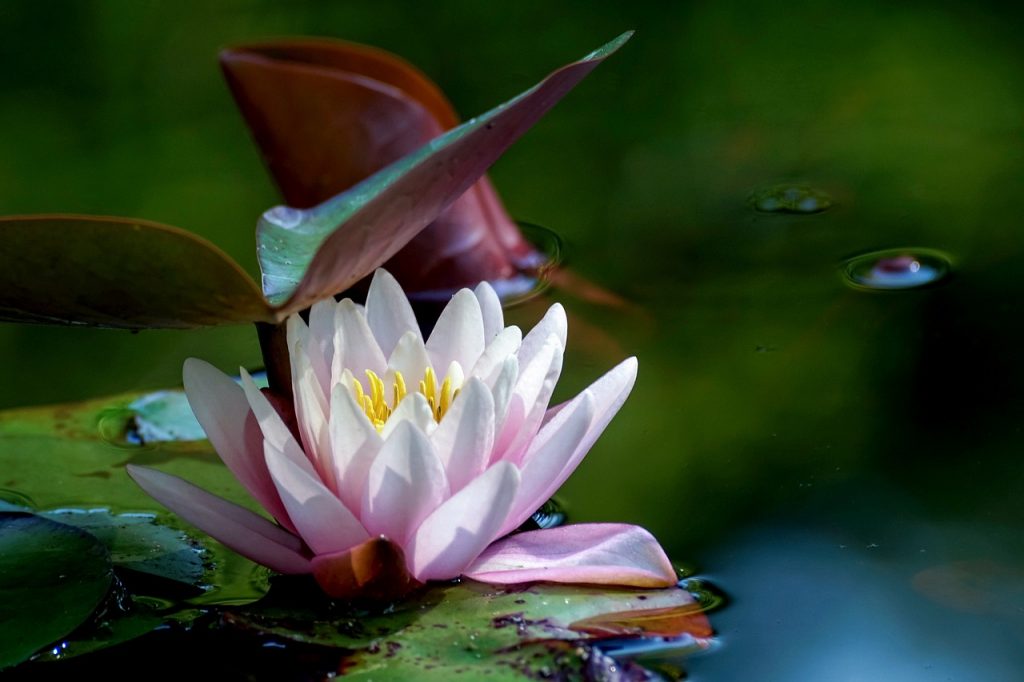 water-lily, faconner, vie