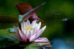 water-lily, faconner, vie