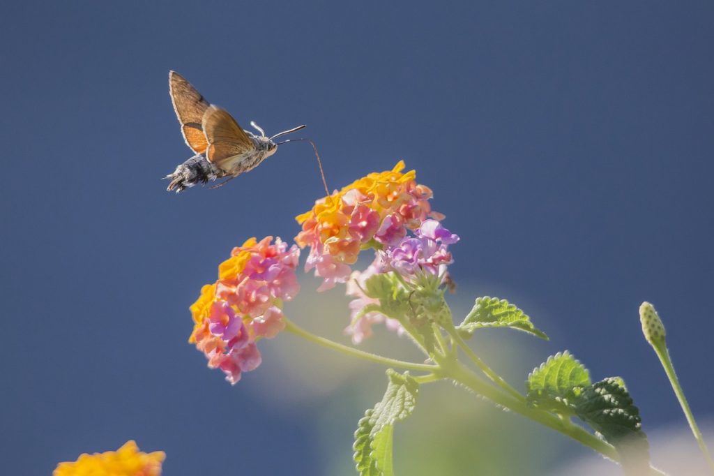 hummingbird, relation, nature