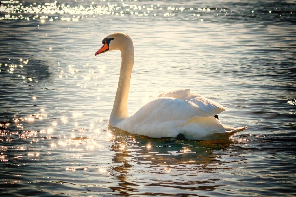 swan, douceur, misericorde