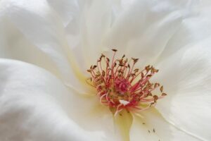 Le coeur d'une fleur toute blanche