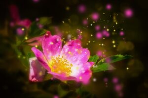 Jolie fleur rose fushia
