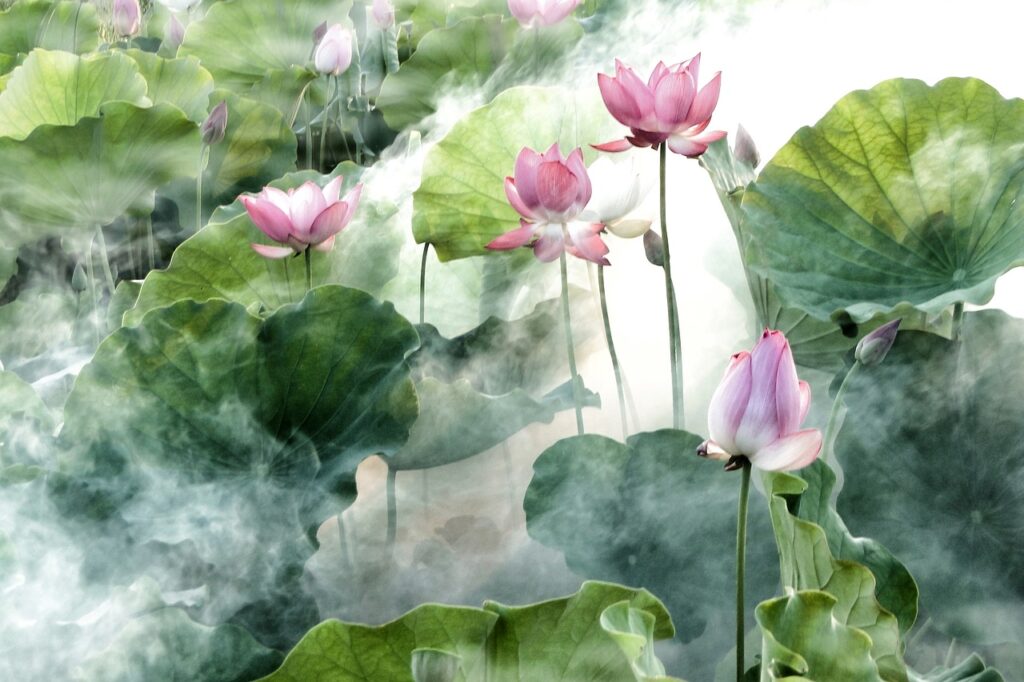 fleurs de lotus dans la brume
