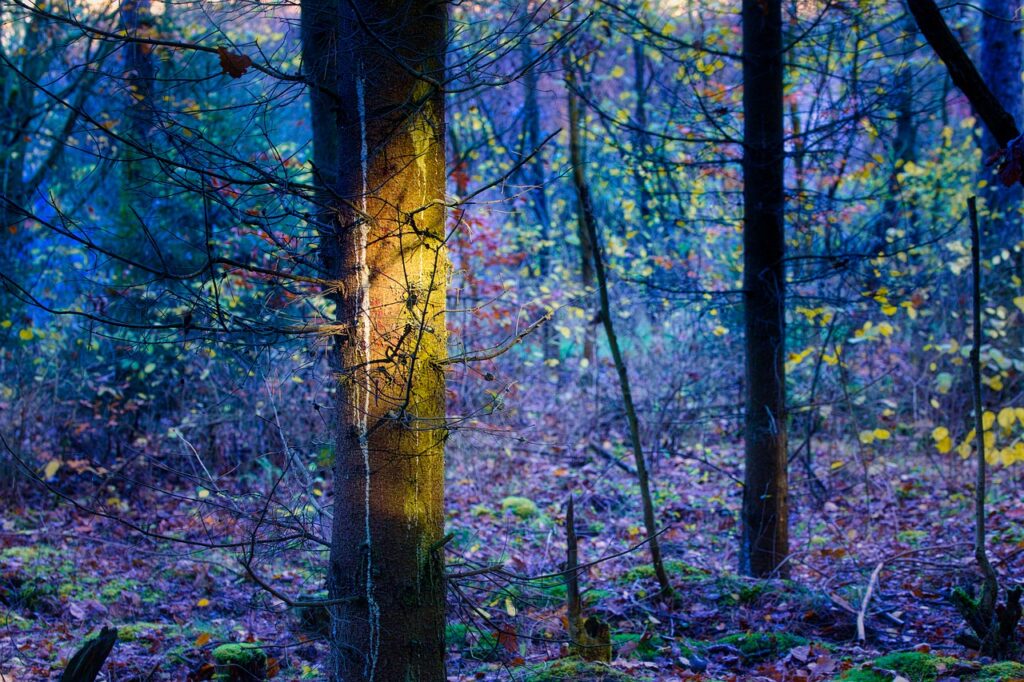 Lumière sur un point précis dans la forêt