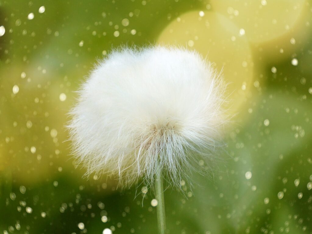 herbe de cotton