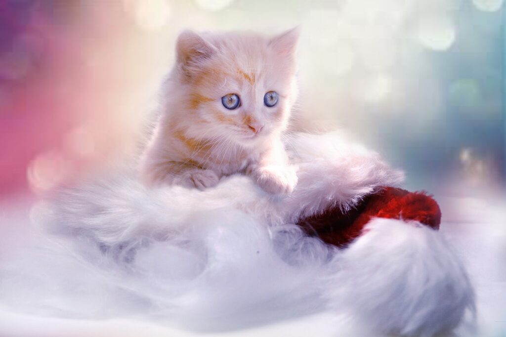 chaton blanc sur un chapeau de Noel