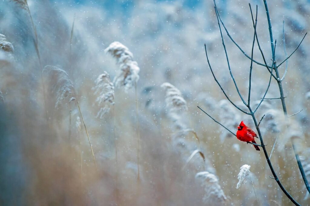 un cardinal sur une branche en hiver