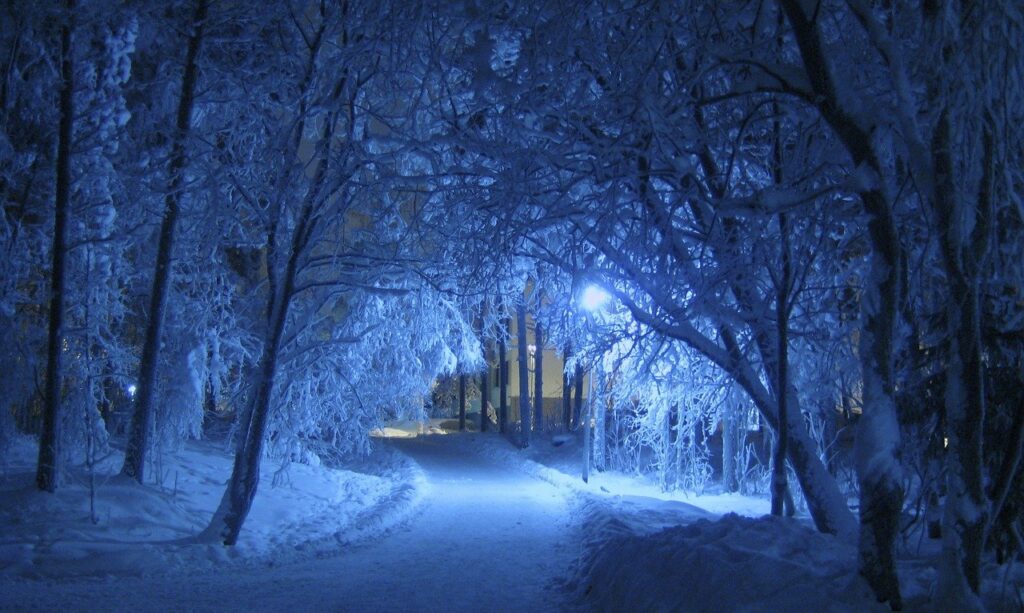 cheminbordé d'arbres sous la neige