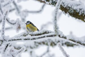 un oiseau sur une branche en hiver
