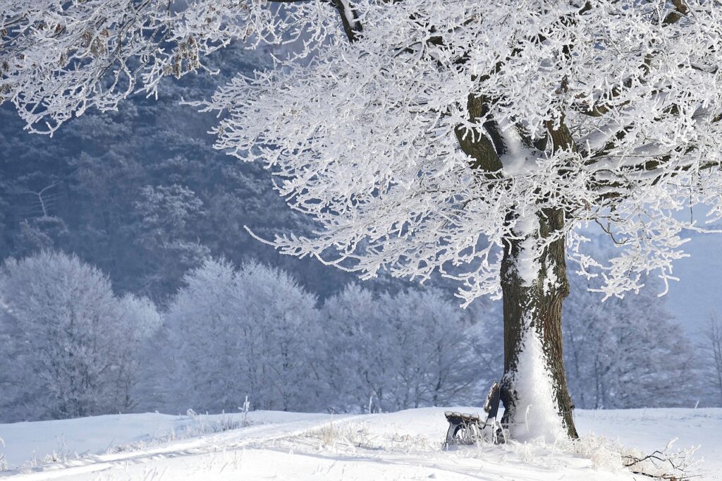 Scene d'hiver arbre et banc