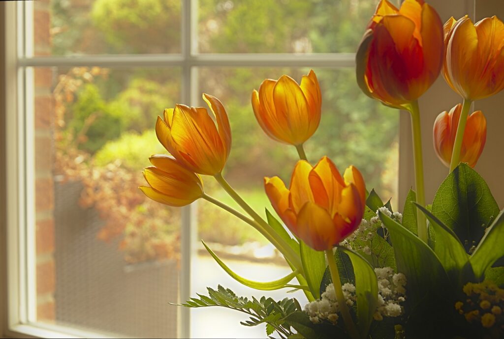 Bouquet de tulipes au bord de la fenetre