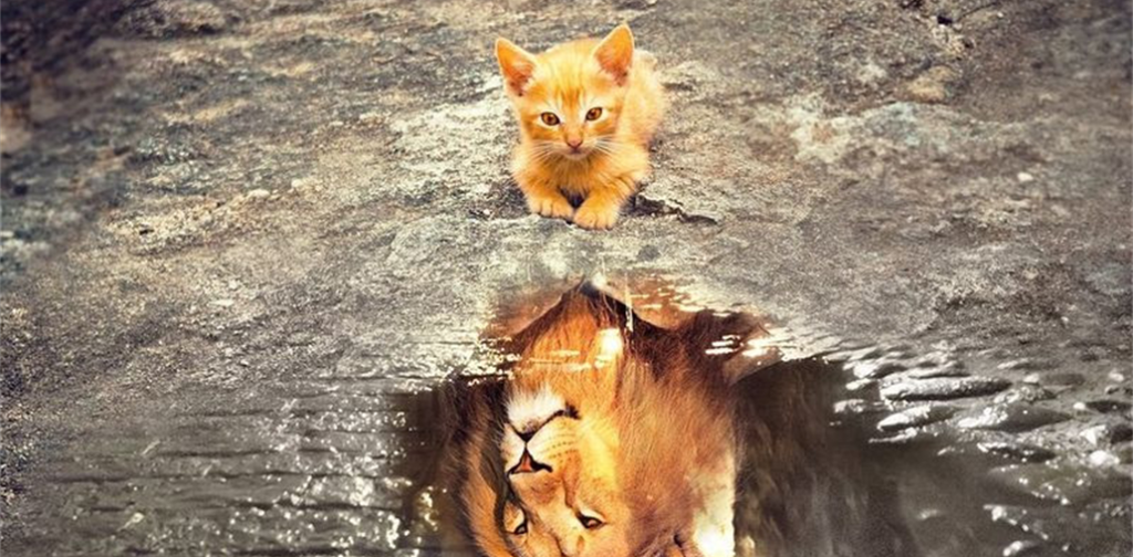 Lionceau se reade dans l'eau et voit un gros lion