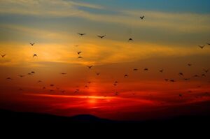 Volée d'oiseaux et le soleil couchant