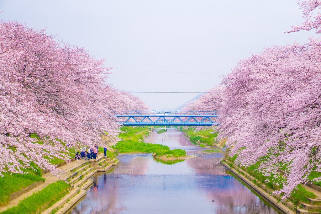 Cerisiers en fleurs bordant la rivière