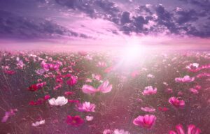 soleil levant sur un champ de fleurs roses et blanches
