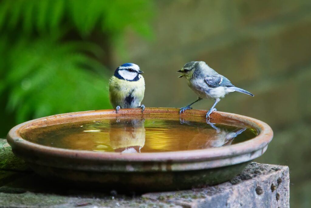 Deux oiseaux bavardent à la fontaine