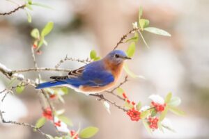 Oiseau bleu sur une branche en hiver