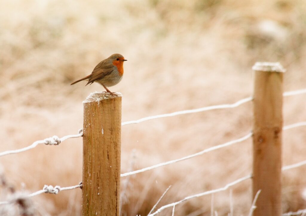 oiseau sur une clôture gelée
