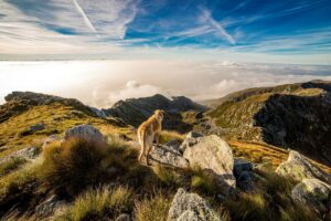 Un chien au-sommet de la montagne regarde le chemin