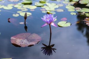 Ciel se reflétant dans un lac empli de lotus